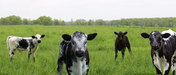 Group of young black and white mottled and speckled roan calves in the pasture