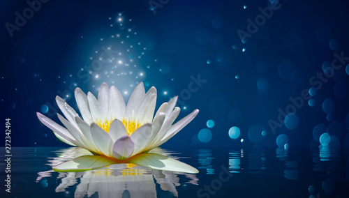  Obraz kwiat lotosu   lotos-biale-swiatlo-fioletowe-plywajace-swiatlo-blask-tlo