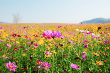 Wall Mural - Cosmos in field with sky.