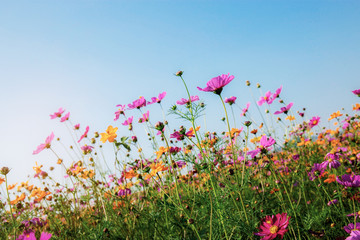 Wall Mural - cosmos with the blue sky.