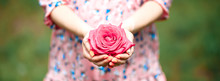 Young Woman In A Pink Dress Holding Little Pink Rose In Her Hands. Close-up