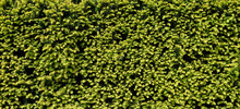 Green Yew Or Taxus Baccata Texture