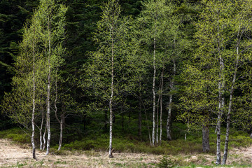 Wall Mural - Arbres au printemps