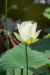 White lotus flower