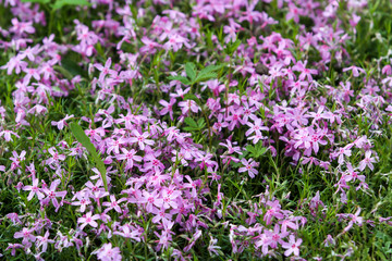 Beautiful outdoor garden view of lovely blooming flowers.