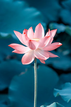 Beautiful Pink Lotus Flower Plants