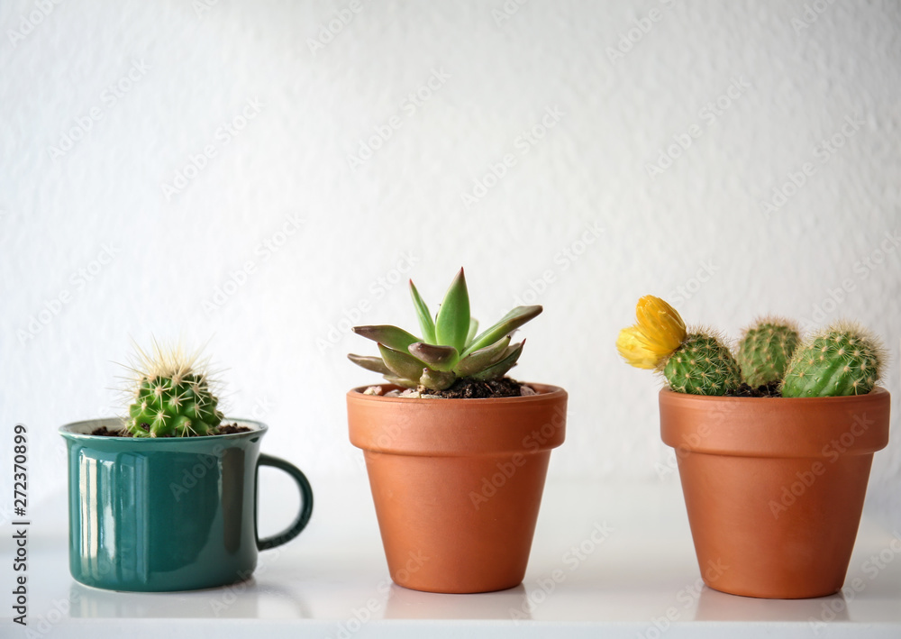 Different succulents in pots on table against white background