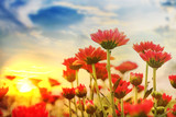 Fototapeta Na drzwi - Beautiful chrysanthemum with sunsets in the garden