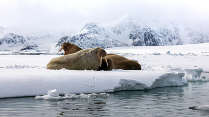Wall Mural - an ugly of walruses on the fast ice around svalbard