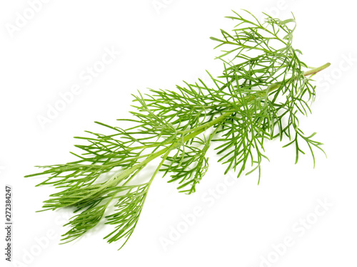Eberraute Colakraut Stock Foto Adobe Stock