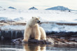Adult male polar bear at the ice edge in Svalbard