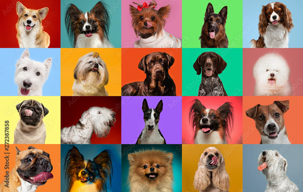 Young dogs are posing. Cute doggies or pets are looking happy isolated on colorful or gradient background. Studio photoshots. Creative collage of different breeds of dogs. Flyer for your ad. - obrazy, fototapety, plakaty 