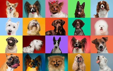 Wall Mural - Young dogs are posing. Cute doggies or pets are looking happy isolated on colorful or gradient background. Studio photoshots. Creative collage of different breeds of dogs. Flyer for your ad.