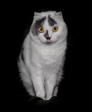 Black White Cat With Yellow Eyes On A Black Background Close Up