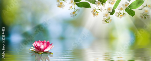 image of a lotus flower on the water © cooperr