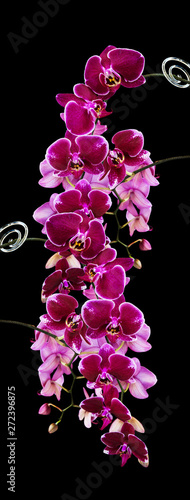 Dark red orchid flowers on ...
