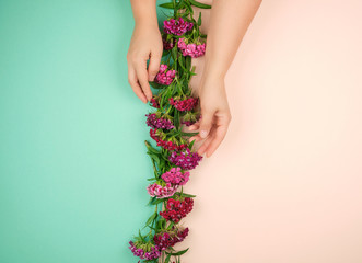 two female hands with light smooth skin and buds of a blossoming Turkish carnation