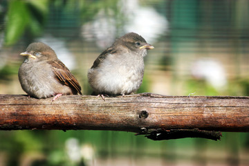 Two happy sparrows sit on the perch, macro