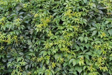 Wall Mural - Parthenocissus quinquefolia, Virginia creeper hedge