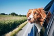 © Chalabala - Dog enjoying from traveling by car