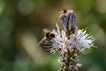 Wall Mural - bee on flower