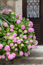 Hydrangea Bushes By House Door. Bushes Is Pink, Blue, Lilac, Purple. Flowers Are Blooming In Street In Spring And Summer Outdoor.