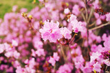 Fototapeta Tulipany - pink blossom