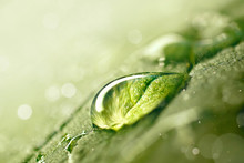 Large Beautiful Drop Of Transparent Rain Water On Green Leaf Macro. Drops Of Dew In Morning Glow In Sun. Beautiful Leaf Texture In Nature. Natural Background, Copy Space.