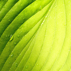 Aufkleber - Natural background. Beautiful tropical leaf texture with streaks and color transition from light green to dark green, drops of water dew or rain in nature close-up macro.