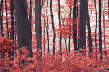 Infrared Forest Landscape, Surreal Woods Scenery With Pink Leaves