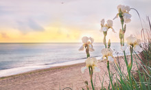 Seascape In The Early Morning. Flowers Wild Irises On The Beach. 
