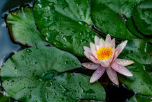 Blooming Water Lily With Yellow Center And  Pink Petals Or Lotus Marliacea Rosea On Water Surface Of Magic Pond. Selective Focus. Water Lily Is Reflected In Mirror-clear Water. There Is Place For Text