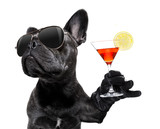 Fototapeta Psy - drunk dog drinking a cocktail