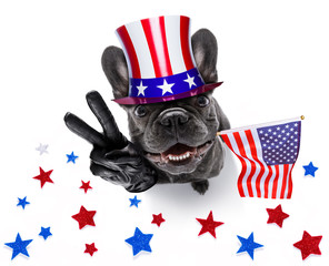 Wall Mural - independence day 4th of july dog