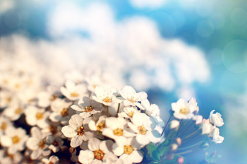 Wall Mural - White small flowers in the morning light. Sepia flowers close up in spring in nature. The bloom of white flowers in the morning in the blue soft light. Flower design.