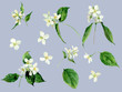 Set of watercolor jasmines