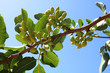 Ripening the fruit of the pistachio tree. Pistachio tree branch full of pistachio nuts