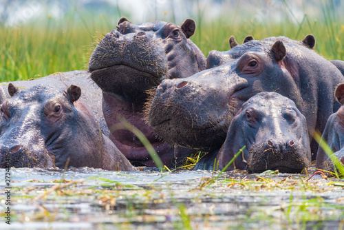 Flusspferde tauchen aus dem Wasser auf und schauen neugierig, Botswana, Okavango Poster Mural XXL