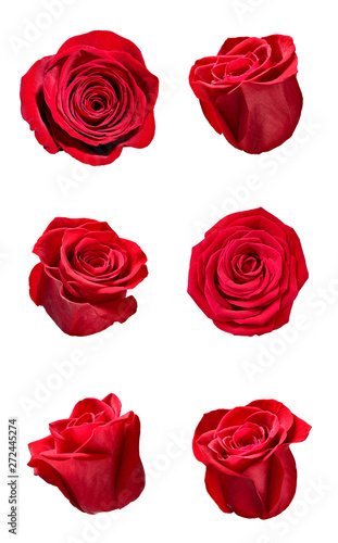 flower rose petal blosspm background