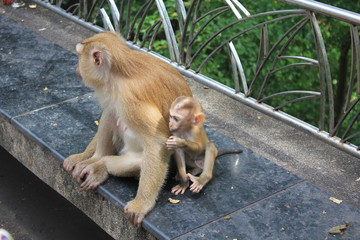  mother with cub