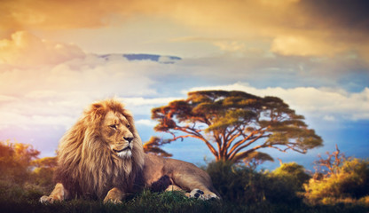 Wall Mural - lion lying in grass. sunset over mount kilimanjaro