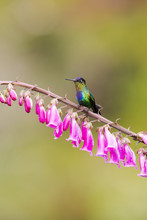 Fiery-throated Hummingbird (Panterpe Insignis)