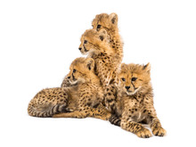Group Of A Family Of Three Months Old Cheetah Cubs Sitting