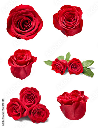 flower rose petal blosspm background