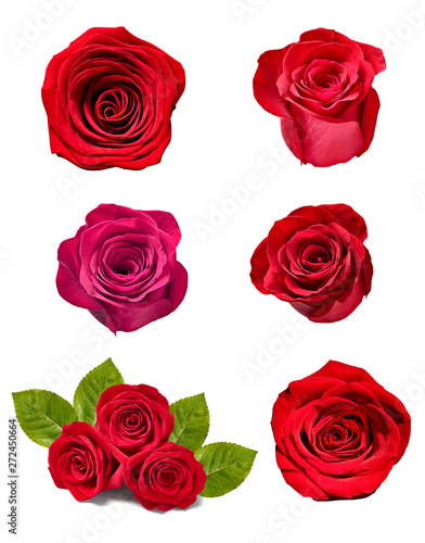 flower rose petal blosspm background