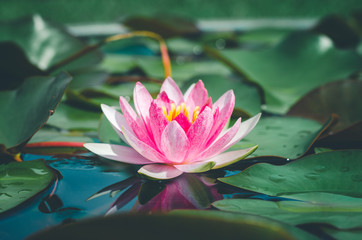 Wall Mural - beautiful pink lotus flower in pond. aquatic water lily fresh nature flower blooming background outdoors in garden top view.