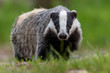 Portrait of European badger outdoors. Badger is looking at the camera.