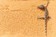 Close up gekko(Tokay gecko) on the orange wall. Copy space for text.
