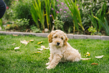 Adorable Golden Cockapoo Puppy Playing In Garden Outside