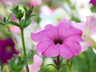 Pink Petunia Flower of pink petunia. Photo of petunias